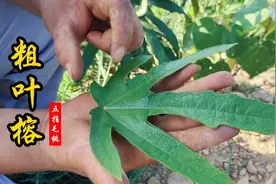 粗叶榕又名五指毛桃，有广东“人参”之称，七指的更是难得！视频封面