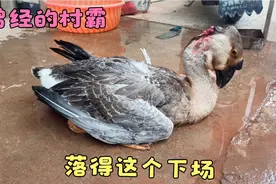 三人合力宰了一只狮头鹅，不愧是曾经的村霸，14斤的肉美味多汁视频封面