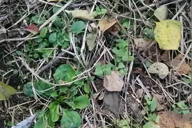 车前草甘、寒，归手太阳、阳明经。利水，清热，明目，祛痰，用于视频封面