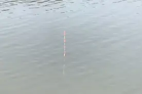 发布一个黑坑如何找青鱼的方式：看看你就会