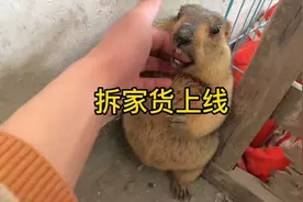 土拨鼠拆家做窝，手放它嘴里也不会咬疼你。