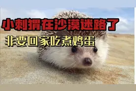 小刺猬在沙漠里迷路了，天太热了它想回家吃煮鸡蛋