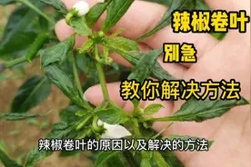 辣椒卷叶千万别急，教你两个解决方法，轻轻松松就能搞定。视频封面