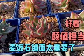 我强烈推荐你的多肉用上麦饭石铺面，铺面前，记得去洗一下哦视频封面