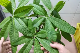 夏天，给发财树换盆，只要做好这几点，你想把它种死都难。视频封面