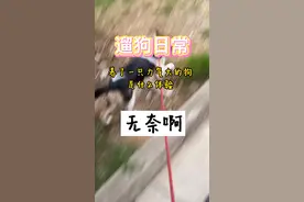 遛狗日常 调皮怂狗被猫咬，哀嚎嘹亮，笑死了视频封面