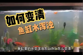 鱼缸里的水变浑浊怎么办？如何处理变清视频封面