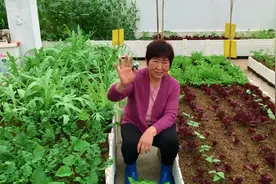 老井的楼顶田园记：茄子的日常增产管理与套种的红葱头如何增产！视频封面