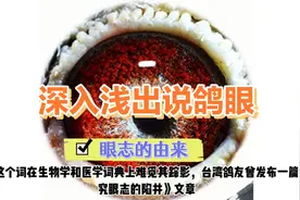 深入浅出说鸽眼，鸽眼眼志的由来，是后天而来还是另有说法？视频封面