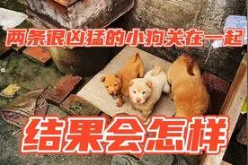 为了制止小狗打架，凶猛的关在一起，最终有没有效果呢视频封面