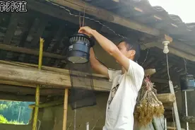 灭蚊灯效果怎么样？实测3个晚上灭掉几千只蚊子，比蚊子药强10倍视频封面