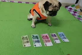 认识大小的狗狗