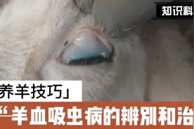 羊血吸虫病的辨别和治疗视频封面