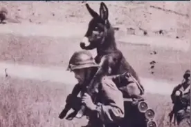 大兵背驴是为防止驴蠢触雷？非也，现代寓言而已