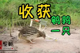 邻居听说山上有鹌鹑出现，拿着树枝和绳子现场做脚套，这货是真肥