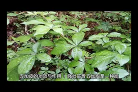 五加皮的功效与作用