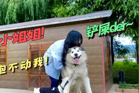 调皮小姐姐抱着狗狗玩耍，结果狗狗太胖抱不动，场面太滑稽了视频封面