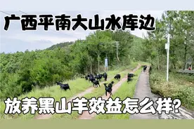 广西平南大山水库边放养黑山羊效益怎么样？67岁守库老人坚守岗位视频封面