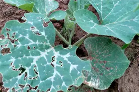 瓜苗总爱招萤火虫，农村大姐自制神器防虫，防治效果比打农药还好视频封面