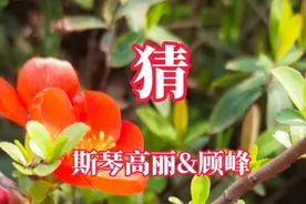 斯琴高丽&顾峰《猜》不用猜，我知道你的心意，你有我，我有你。