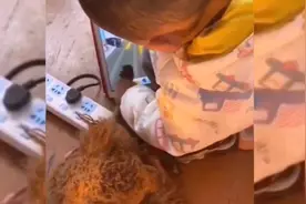 有孩子千万别养猫，对猫不好，这是忠告！视频封面