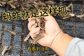 养殖蚂蚱你们总在问怎么抓起来，今天一起来看看吧视频封面