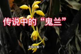 一人进入丹霞山深处，寻找传说中的鬼兰，探索鬼兰的神秘面纱