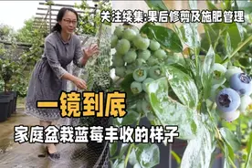 家庭盆栽蓝莓大丰收，一镜到底的样子视频封面