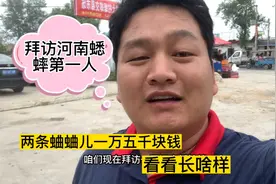 大赵拜访河南蟋蟀第一人，两条蛐蛐价值15000块钱，看看长啥样视频封面