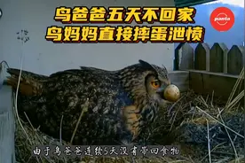 粗心猫头鹰夫妇在小区楼顶筑巢，居民齐心协力帮小猫头鹰回归自然