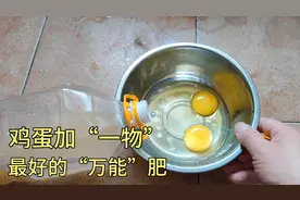 鸡蛋加上“它”，最好的万能营养液，最全的教学视频，记得收藏。视频封面