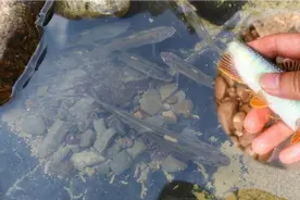 夏天是马口鱼最多的季节，选择急水端钓鱼，一条接一条拉得手软视频封面