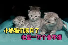 小奶猫满月的日子，也许很快就要离开猫妈妈，心里一万个舍不得视频封面