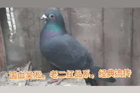 超远程赛鸽，国血经典品系，吴淞老二红，经典永流传视频封面