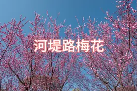 西安北郊河堤路免费梅花一周后将全部开放，位置，厕所，停车攻略视频封面