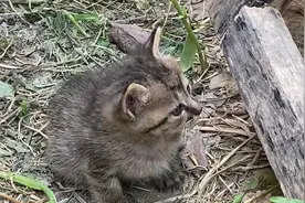 出生一个月的小奶猫是怎么玩耍的