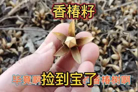80多岁的老人赶集卖“香菱子”，20元一斤，原来香椿种子能药用视频封面