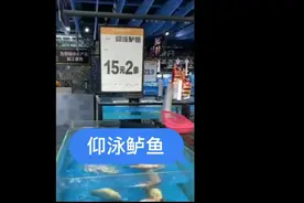 仰泳鲈鱼视频封面