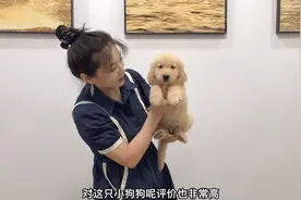 花2000块钱挑选了只金毛，原来是冠军后代，网友：血统太厉害了！视频封面