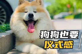 粽子吃甜口咸口？狗狗过端午也要仪式感呀