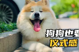 粽子吃甜口咸口？狗狗过端午也要仪式感呀