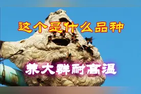 蜜蜂窝免费送，组大群能耐50度高温暴晒，每只长4-5厘米啥品种？视频封面