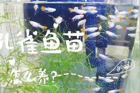 孔雀鱼苗怎么养？做好以下五步，鱼苗长得又好又快！视频封面