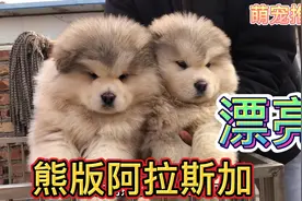 熊版阿拉斯加灰桃，落户云南新家享福，长大体重达到170左右视频封面