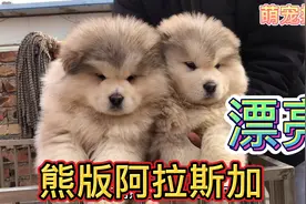 熊版阿拉斯加灰桃，落户云南新家享福，长大体重达到170左右视频封面