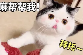 猫咪求主人帮忙拿东西，乖乖的像个小孩，心都被它萌化了视频封面