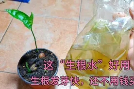 这生根“水”太厉害了，只用一次，七天生根发芽，制作简单不花钱视频封面