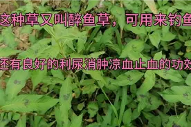 这种草又叫醉鱼草，可用来钓鱼；又有良好的利尿消肿凉血止血的功视频封面