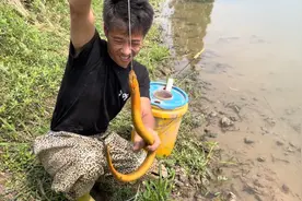 钓鳝鱼首先要找准它的方向，然后用钩子去钓就特别准，不容易脱钩视频封面