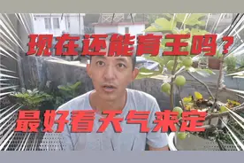 蜜蜂养殖技术，十月份还可以育王吗？听听师傅怎么说吧视频封面